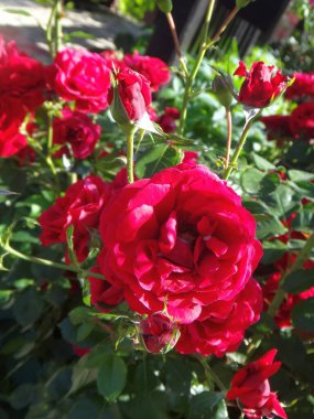 Bahçede güller açar