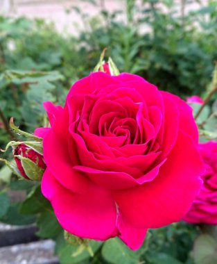 Bahçede güller açar