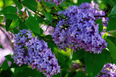 Bahçede leylak çiçek açar.