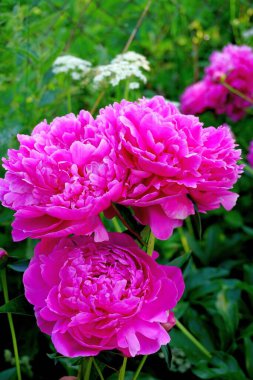 Şakayıklar bahçede çiçek açar