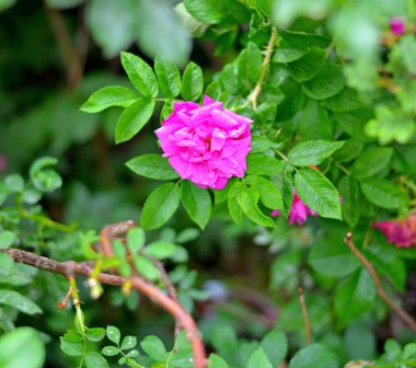 Bahçede güller açar