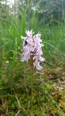 İlkbaharda ormanda çiçekler yetişir.