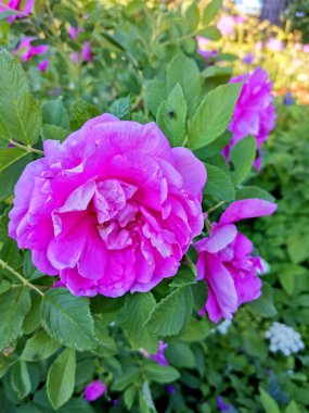 Bahçede güller açar