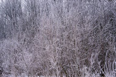Soğuk bir günde kış manzarası