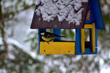 Kış parkında meme faresi