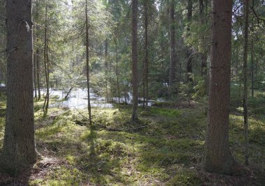 Güneşli bir günde bahar manzarası