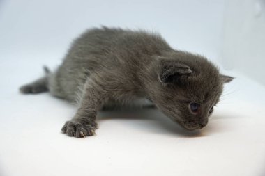 Küçük bir kedi portresi.