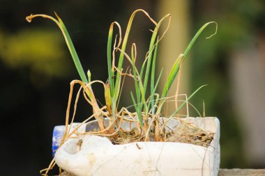 Soğan yaprağı arka plan fotoğrafçılığı, yeşil yaprak manzara fotoğrafı.