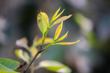 Yeşil bitki doğal görünüş fotoğrafı.
