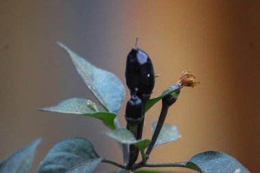 Karabiber çiçeği arkaplan resmi