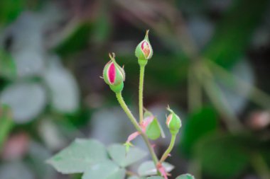 Gül çiçeği, bitki yaprağı arkaplan fotoğrafı