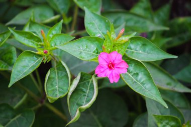 Pembe çiçek, bitki yaprağı arkaplan fotoğrafı
