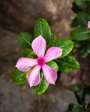 Bahçe Çiçeği Doğa Görünümü Arka plan Fotoğrafı