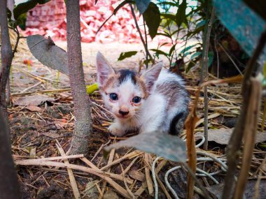 Ağaç üzerinde kedi manzarası Arkaplan Resmi