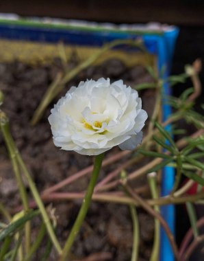 Bahçedeki beyaz çiçek