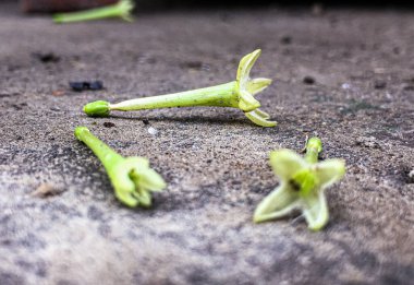 Yapraklı yeşil bir dalda soluk sarı Gece Çiçeği Yasemin çiçekleri