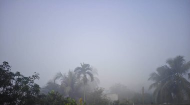 Bu atmosferik manzara, palmiye ağaçlarının siluetlerini ve yoğun tropikal yaprakların yoğun, beyaz bir sabah sisinin içinde kayboluşunu yakalar..