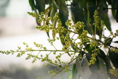 Güzel botanik fotoğrafı, doğal duvar kağıdı.