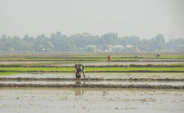 Sabah pirinç tarlası.
