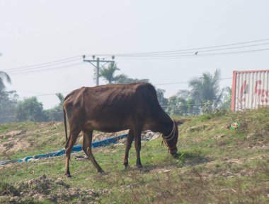 Köydeki bir tarlada inek, Tayland