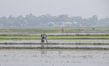 Çiftçi pirinç tarlasında çalışıyor.