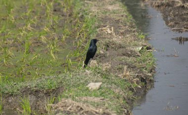 Kara balıkçıl, göletin ortasında bir tarlanın ortasında duruyor..