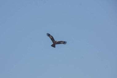 Gökyüzünde bir kuş