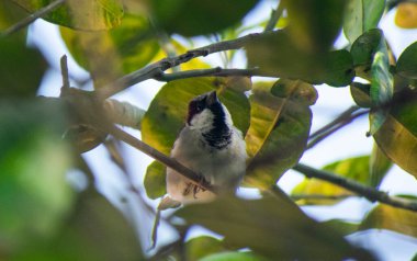 Kuş, doğadaki bir ağacın dalında oturuyor.
