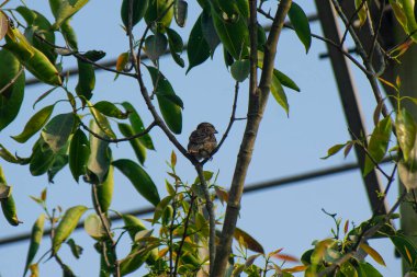 Bir dala tünemiş küçük bir kuş