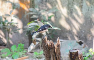 Kuş ve ağaç üzerinde