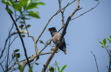 Ağaçtaki siyah karga