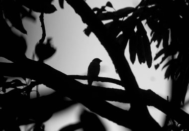 Ormandaki bir kuşun siyah beyaz fotoğrafı.