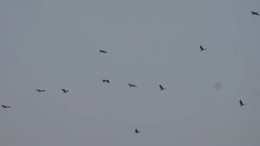 Gökyüzünde bir kuş sürüsü