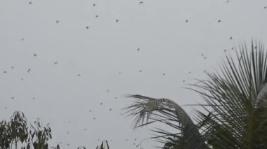 Gökyüzünde uçan kuş sürüsü