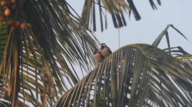 Myna ormanı bir ağaç dalına tünemiş, gökyüzünün altında etrafına bakıyor..