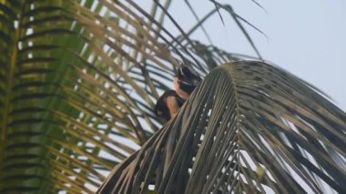 Myna ormanı bir ağaç dalına tünemiş, gökyüzünün altında etrafına bakıyor..