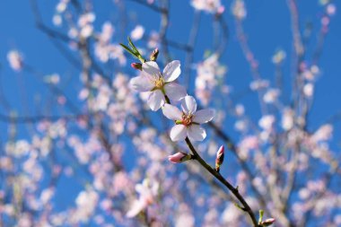 Çiçekli badem ya da kiraz ağacı. Çiçek ve tomurcuklara yakın. İlkbaharın başlangıcı. Ilık günlerin başlangıcı. Japonya 'da Sakura festivali.