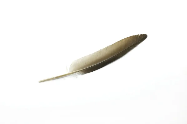 흰 바탕에 있는 깃털 — 스톡 사진
