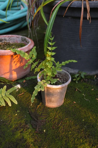 Petite fougère en pot de jardin — Photo