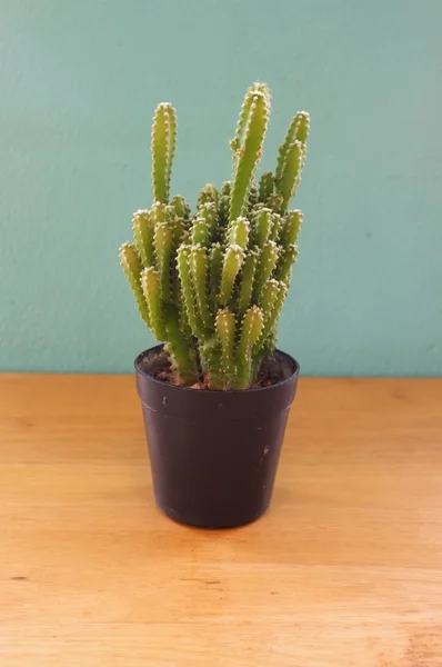 Small cactus in pot — Stock Photo, Image