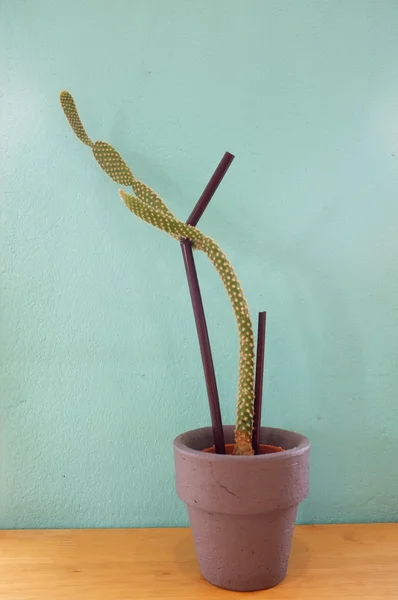 Kleiner Kaktus im Topf — Stockfoto