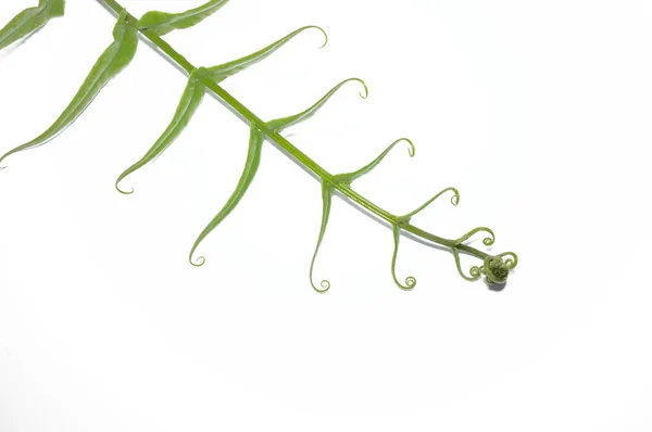 孤立在白色背景上的绿色蕨类植物 — 图库照片