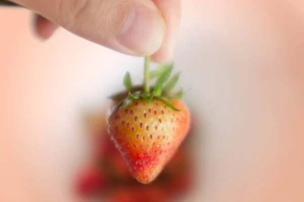 Hand Holding Strawberry Pink Background — Stock Photo, Image