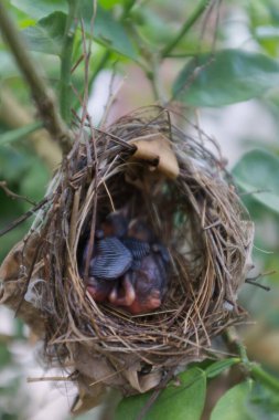Yuvada uyuyan iki genç kuş..