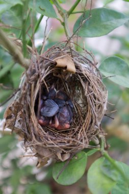 Yuvada uyuyan iki genç kuş..
