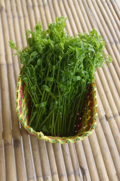 Paco Fern Small Vegetable Fern Vegetable Fern Basket — Stock Photo, Image