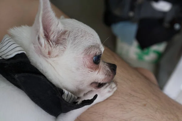 Großaufnahme Weißer Hund Auf Den Besitzer — Stockfoto