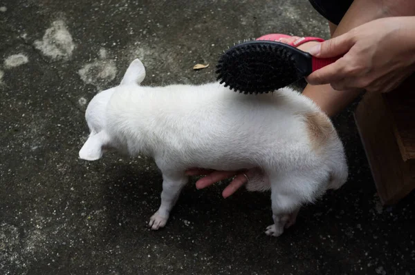 Frau Putzt Ihren Hund Chihuahua — Stockfoto