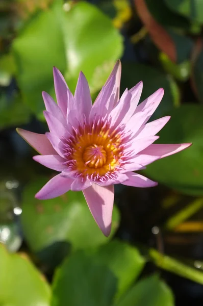 Pink lotus in natural pond — Stock Photo, Image