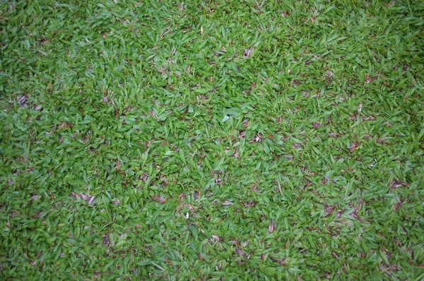 Зелена трава безшовна текстура — стокове фото